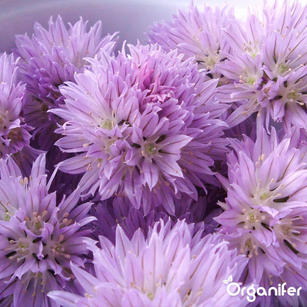 liquid fertiliser chive