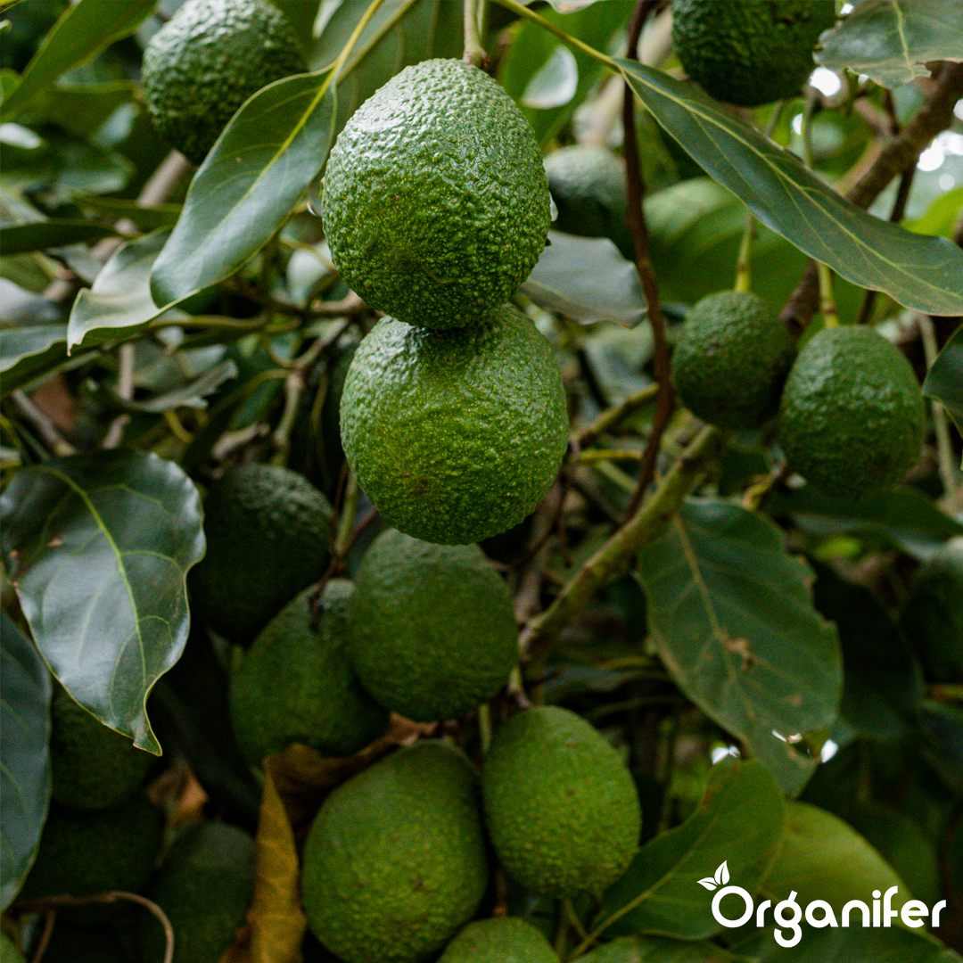 liquid fertiliser avocado