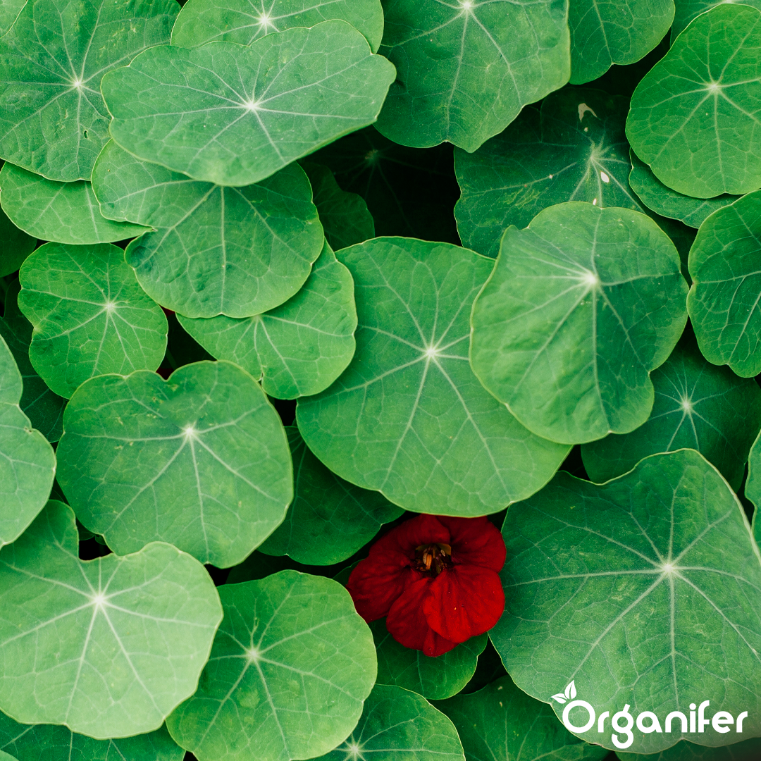 engrais liquide pour capucine - Lot de 2x1 litre