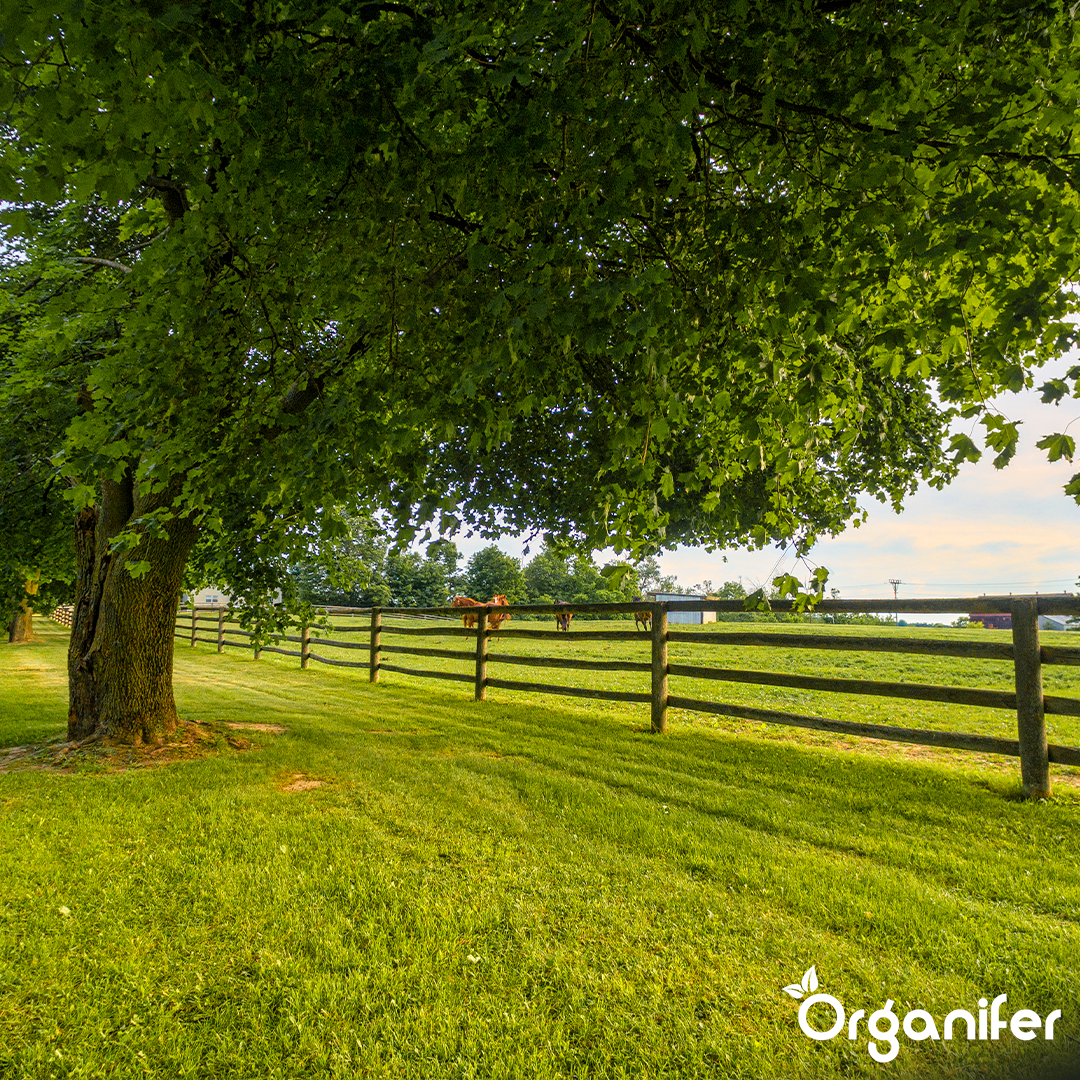 Pasture Grass Seed Paddock - For Horse Meadows & Paddocks (40x = 600 kg for 66 640 m2)