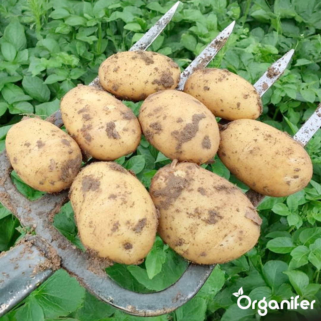 6 Organic Seed Potatoes Levante