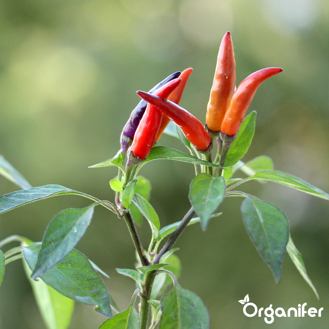 liquid fertiliser chili