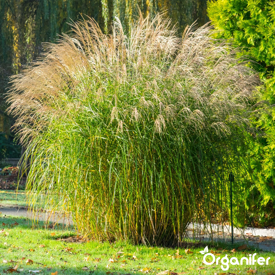 liquid fertiliser Chinese reed