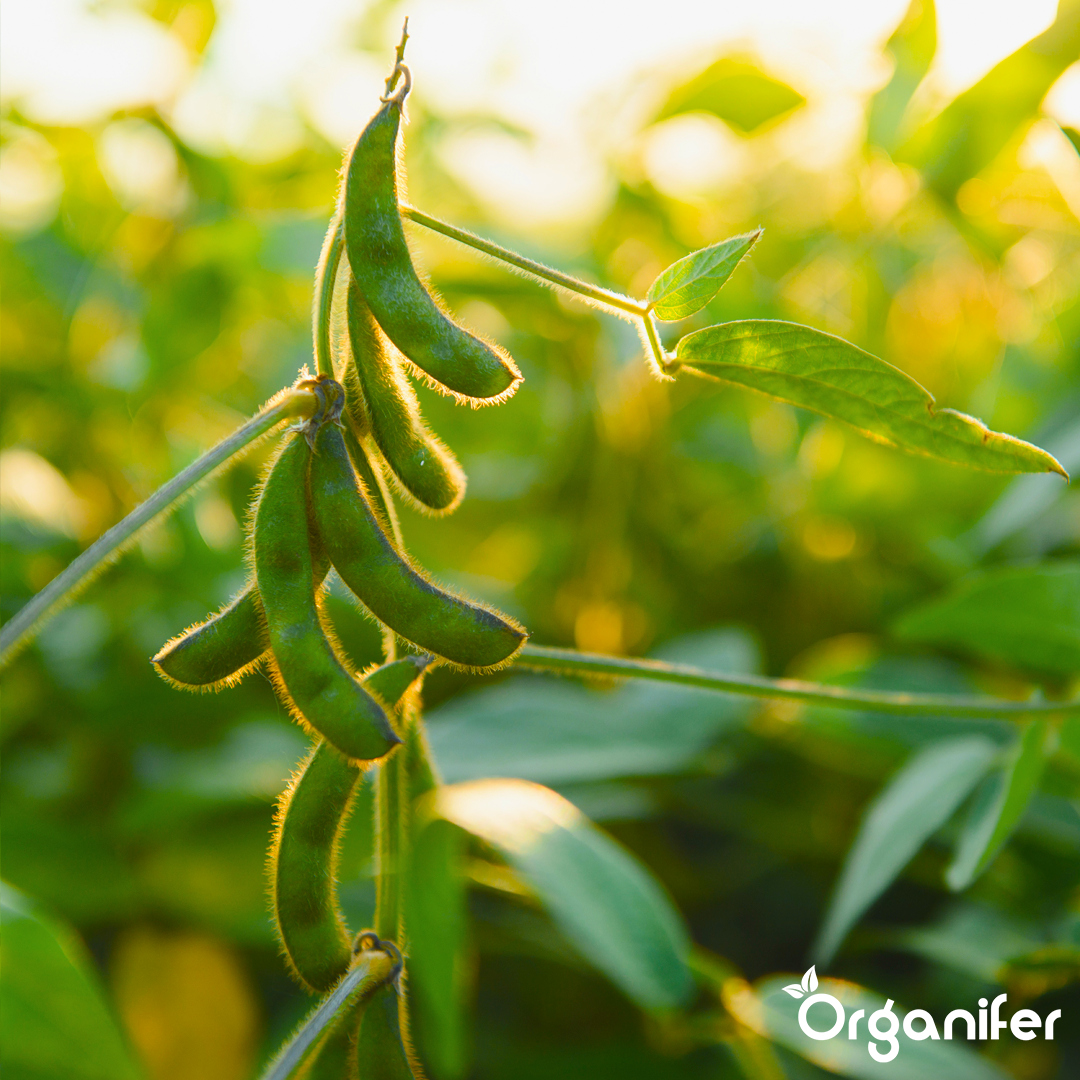 liquid fertiliser bean