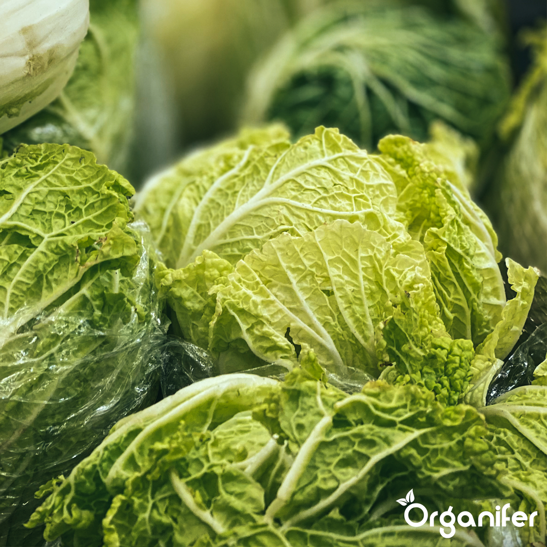 liquid fertiliser cabbage