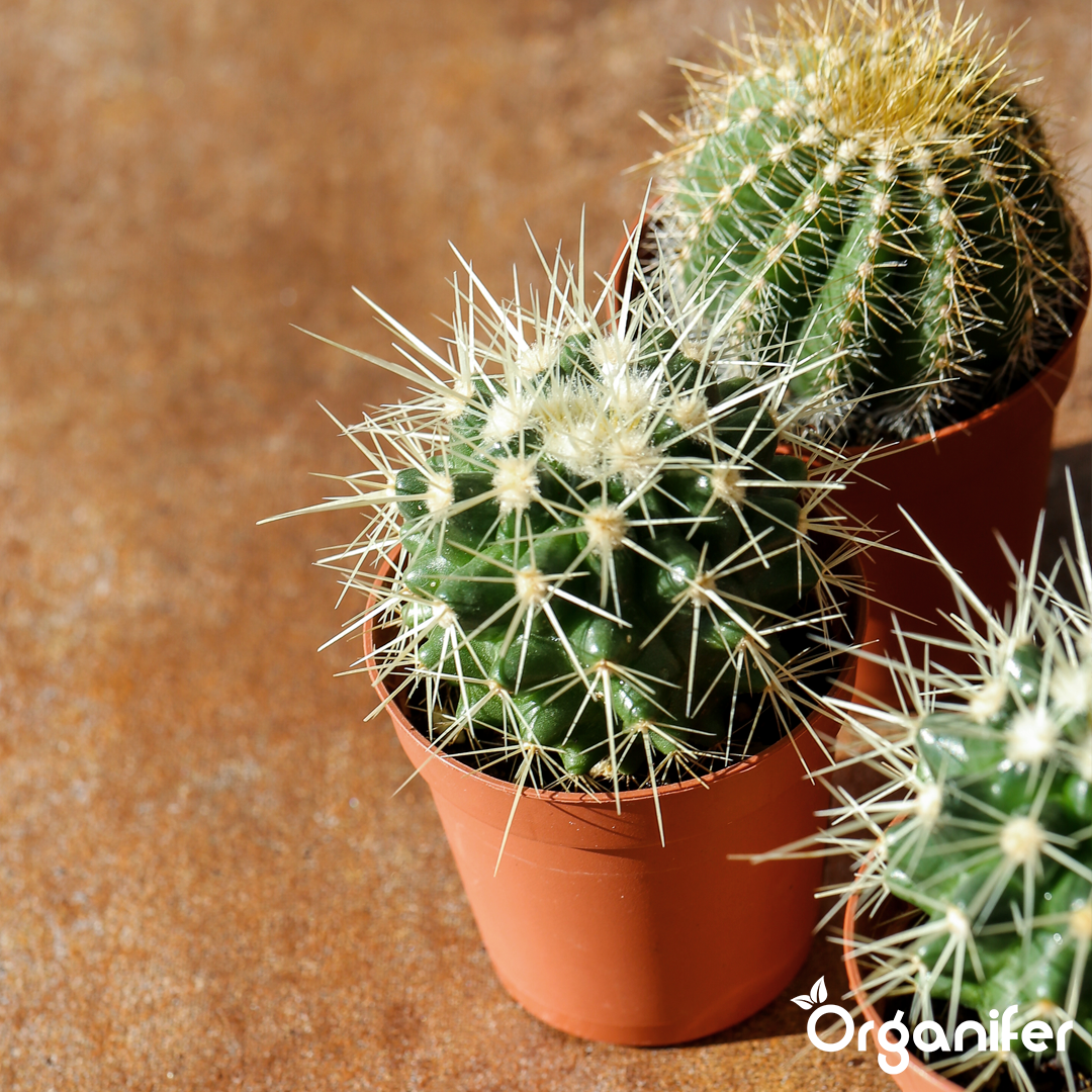 liquid fertiliser Cactus