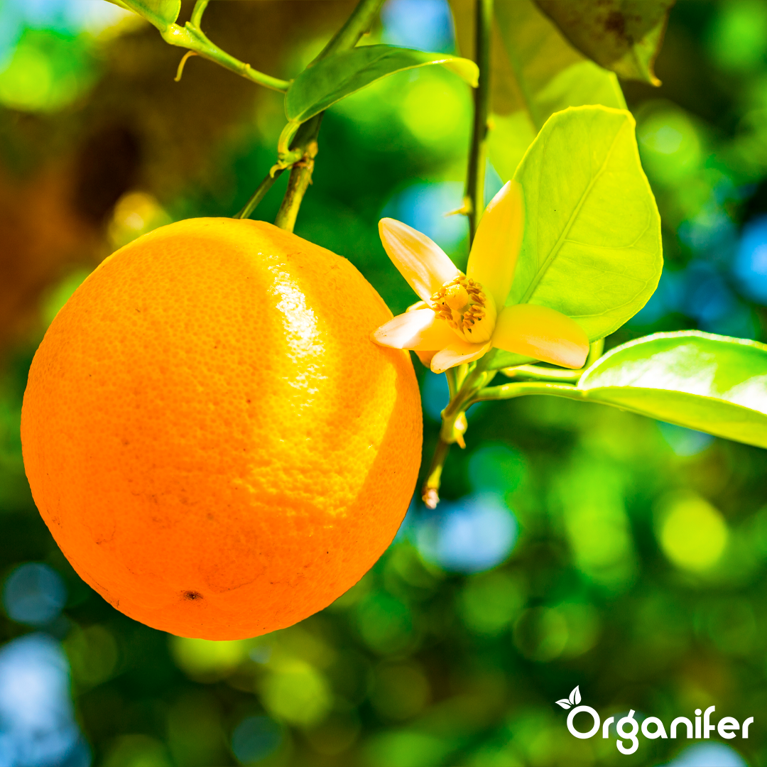 liquid fertiliser citrus