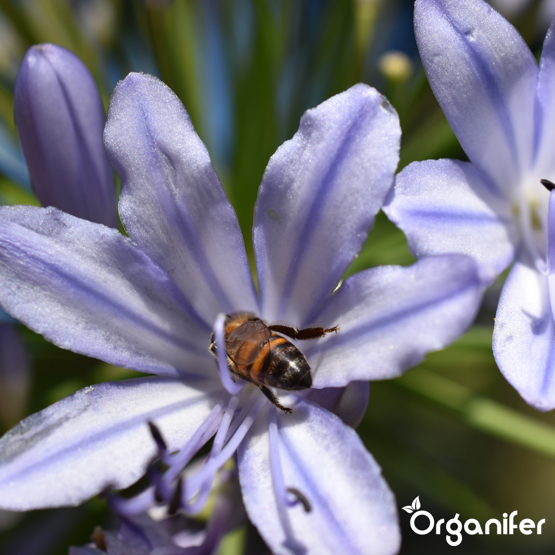 Agapanthus