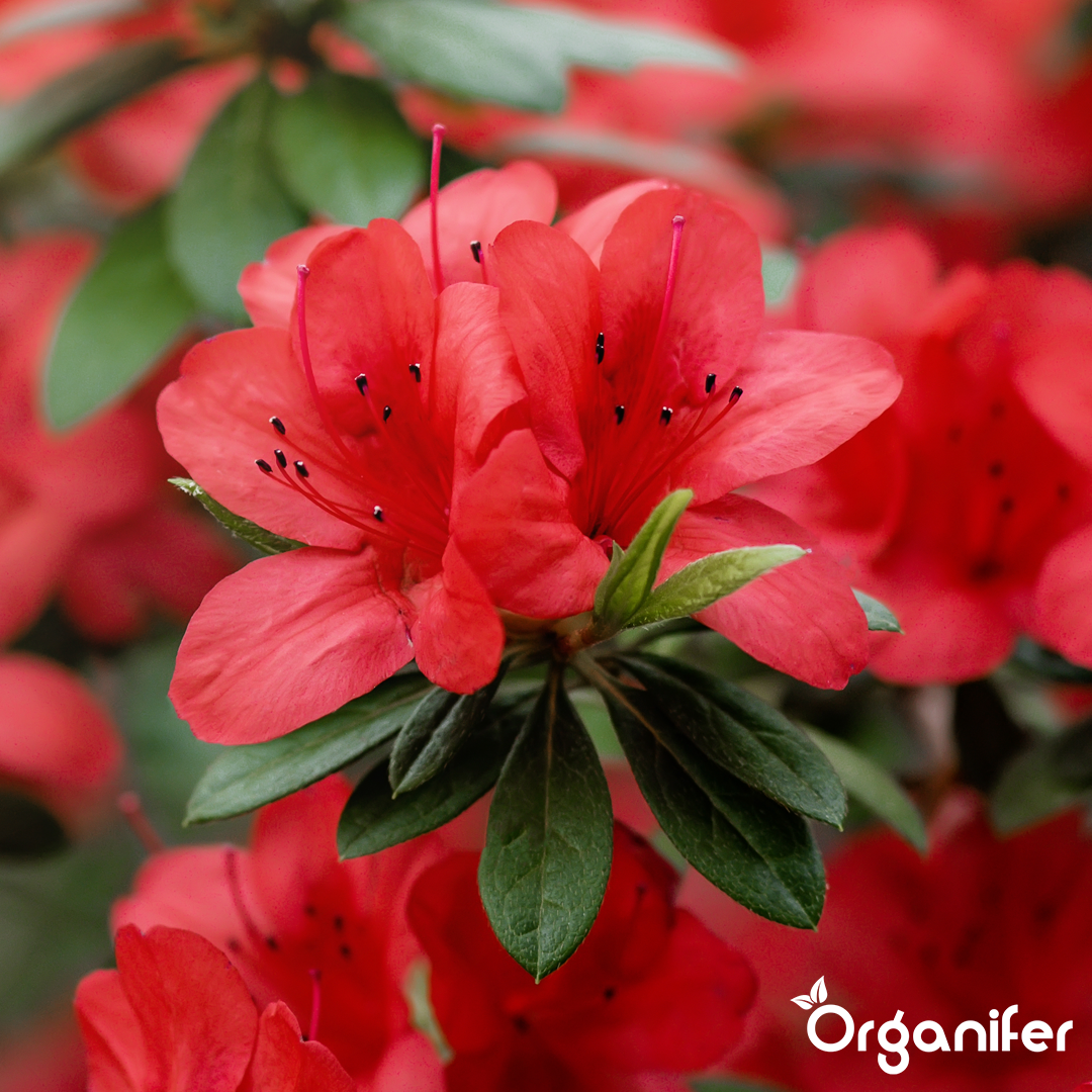 liquid fertiliser Azalea