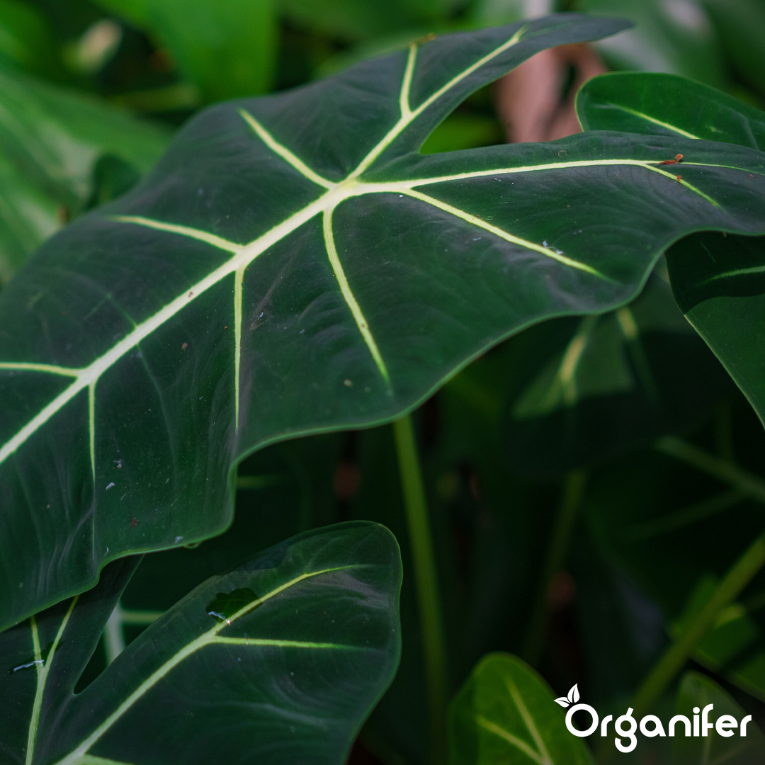 liquid fertiliser Alocasia