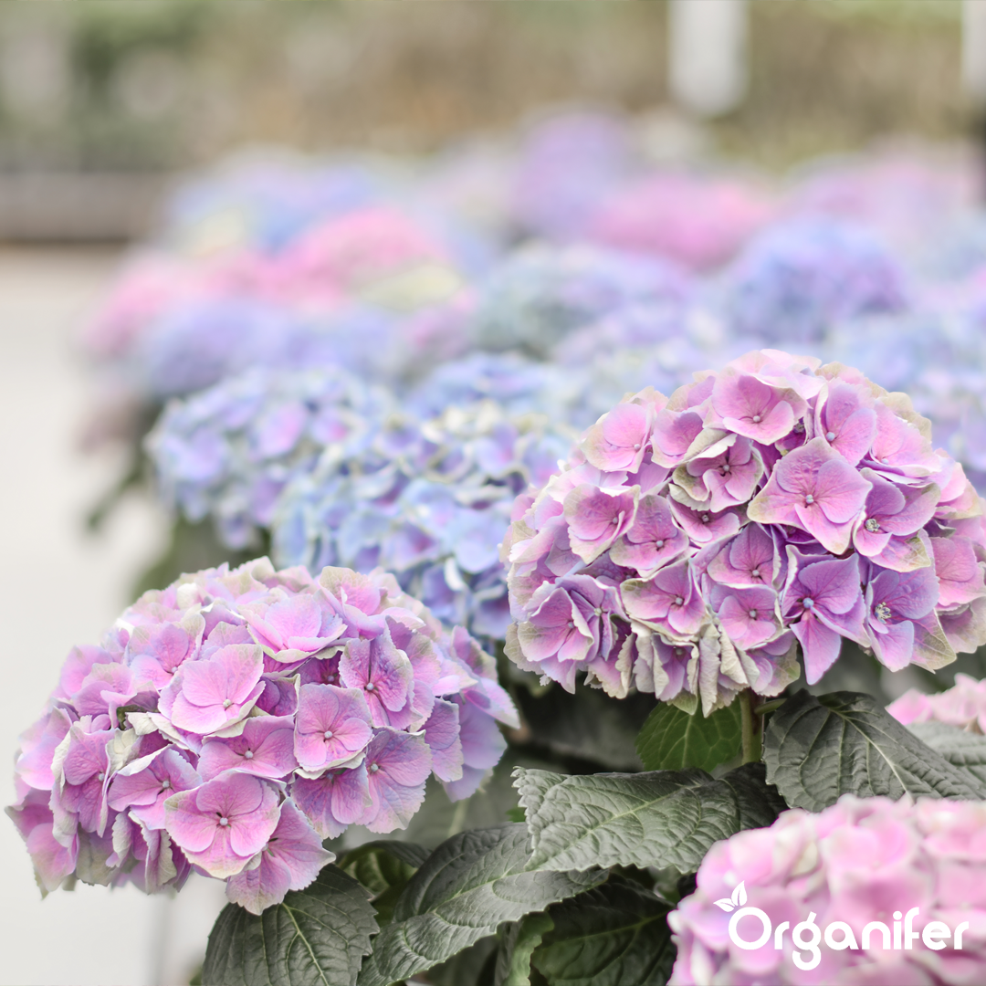 7 Hydrangea