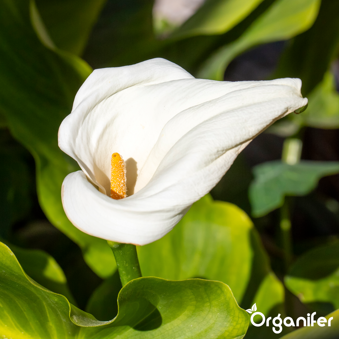 liquid fertiliser Calla