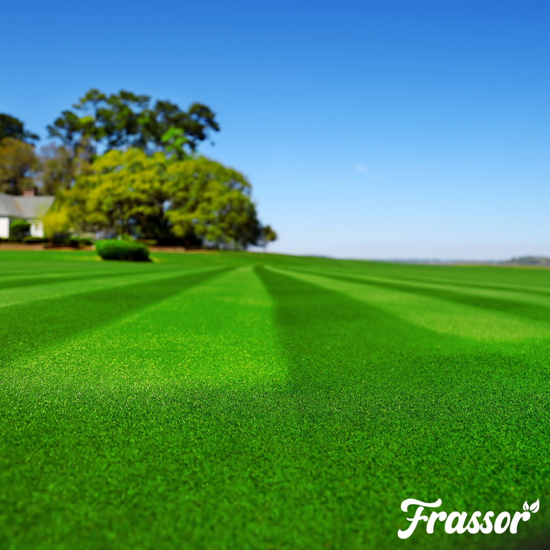 Frassor Lawn Fertiliser All-in-One