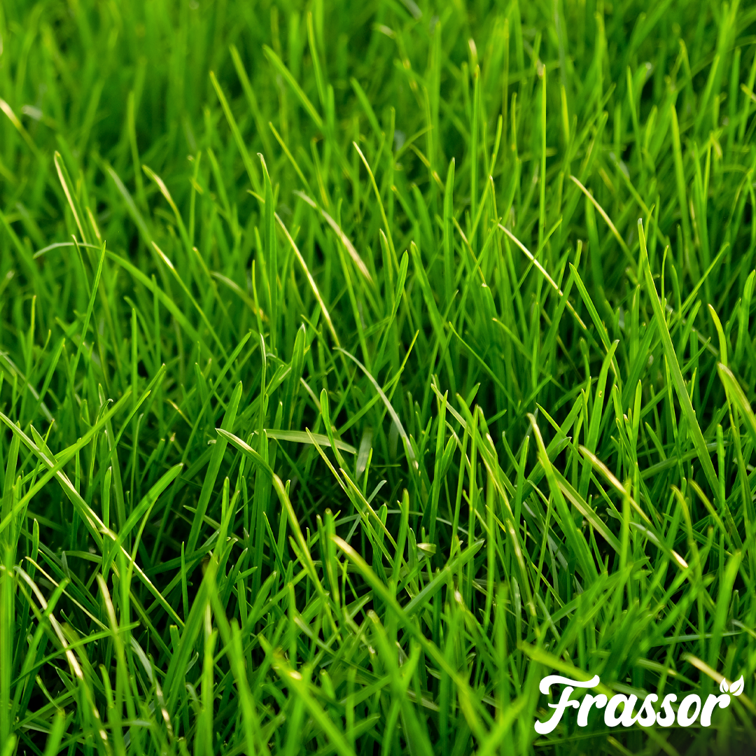 frassor grass vital