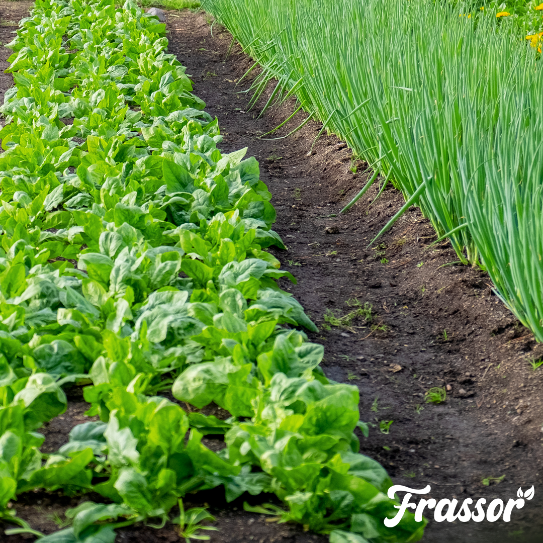 7 frassor soil vital english