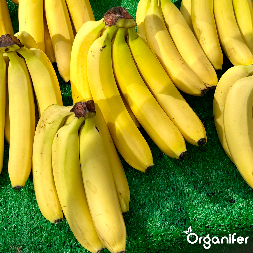 liquid fertiliser Banana