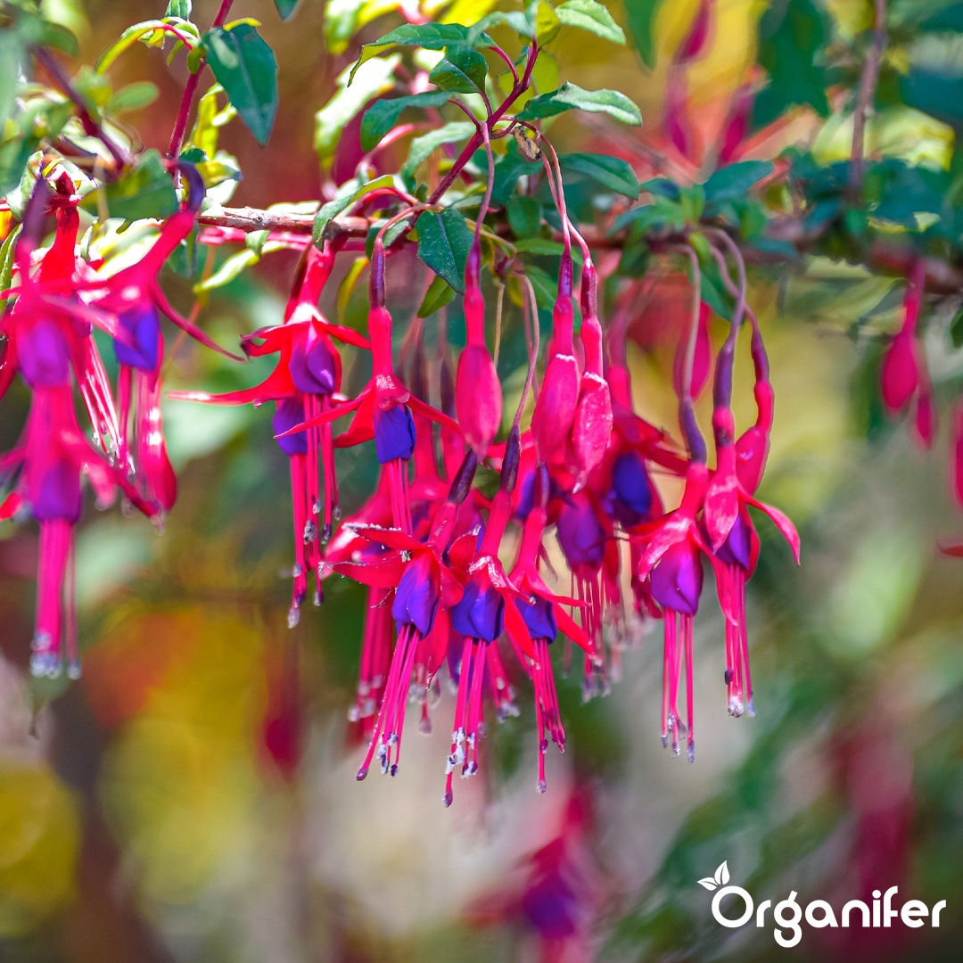 liquid fertiliser Fuchsia
