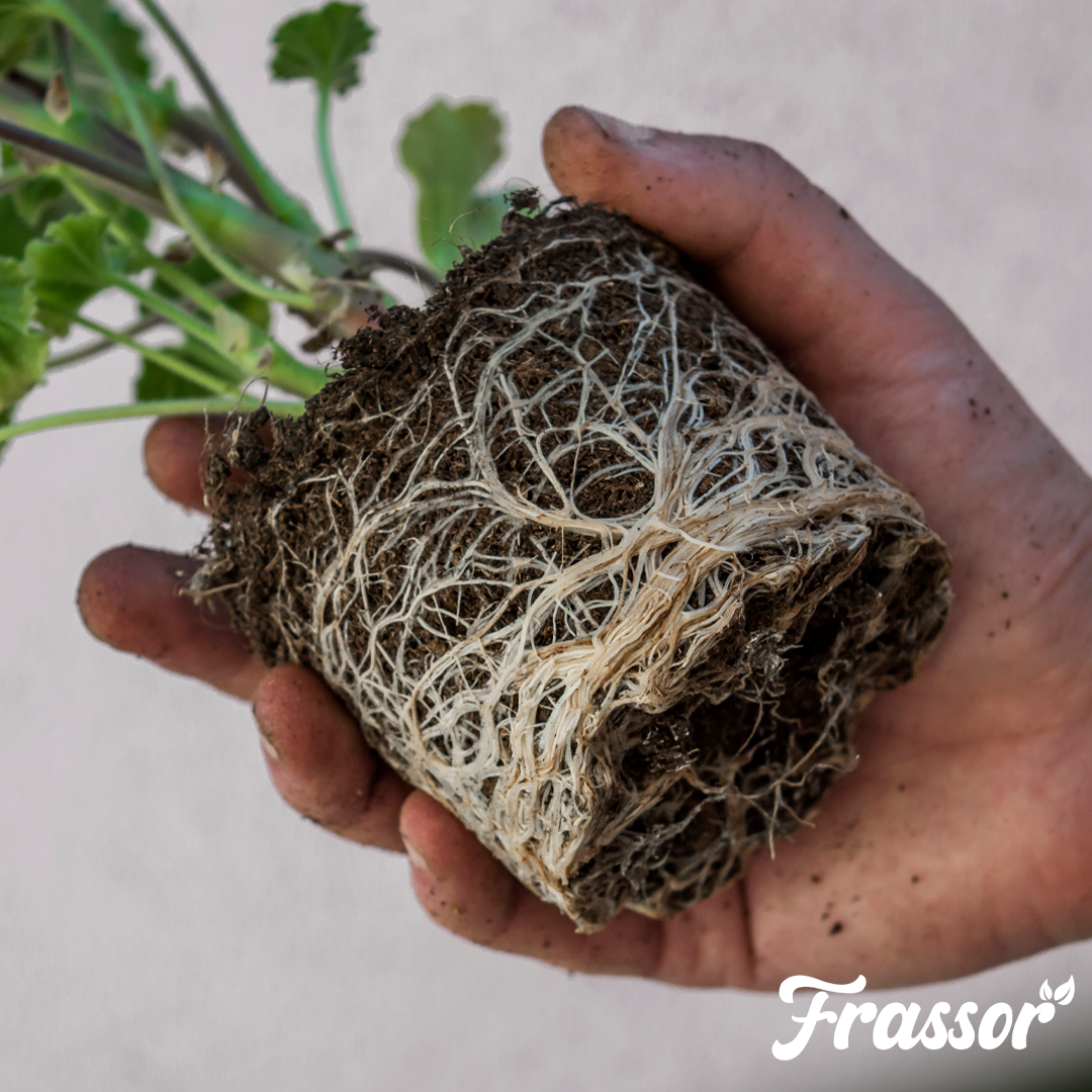 7 frassor root balance english