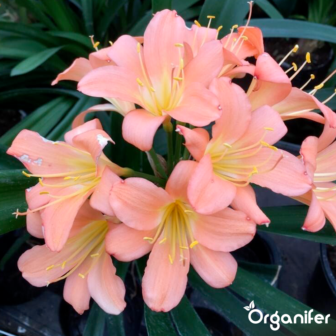 liquid fertiliser Clivia