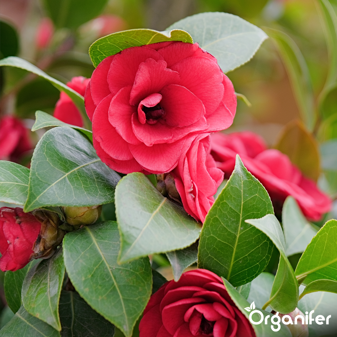liquid fertiliser Camellia