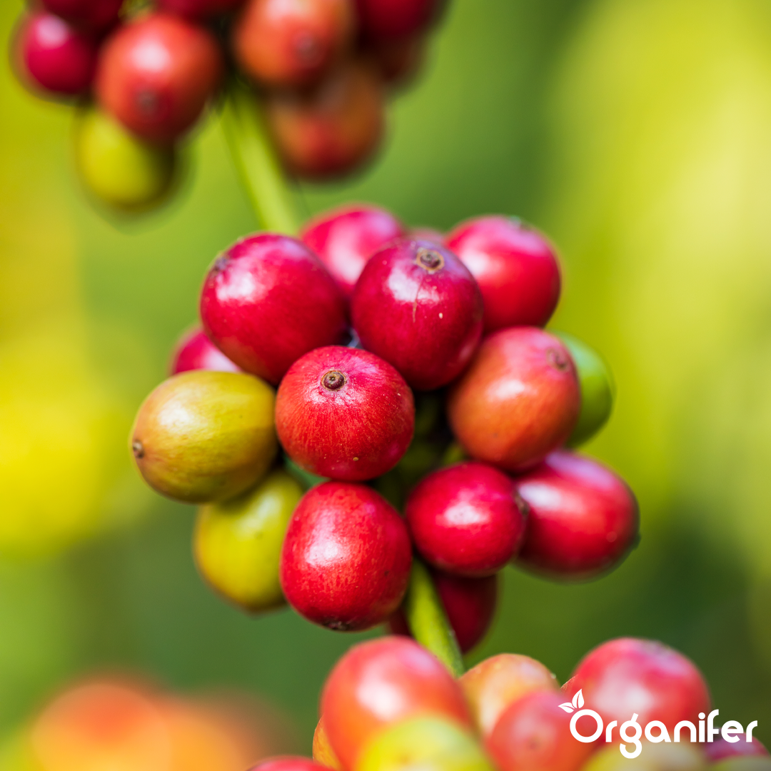 liquid fertiliser Coffee plant