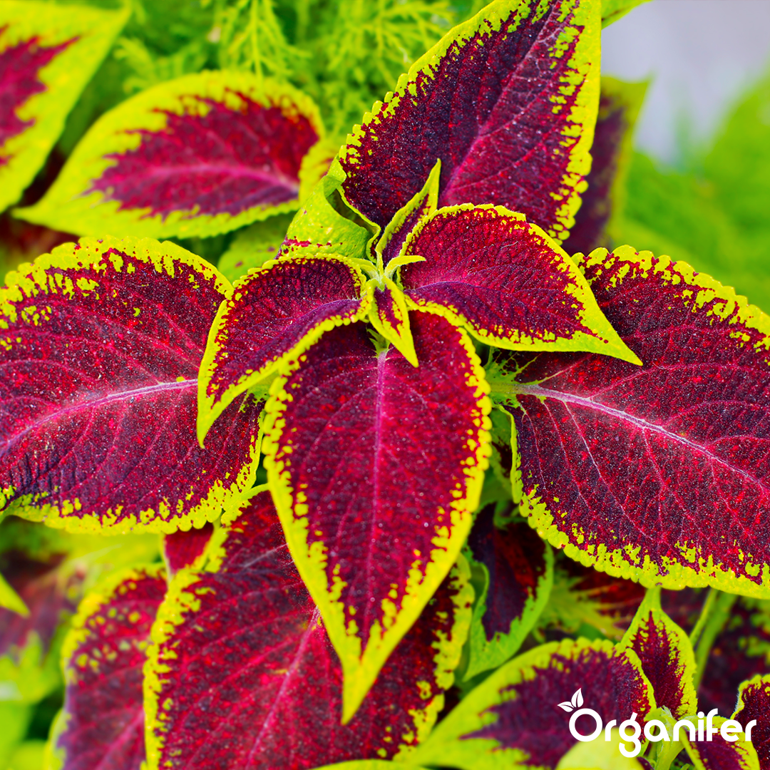 liquid fertiliser Coleus