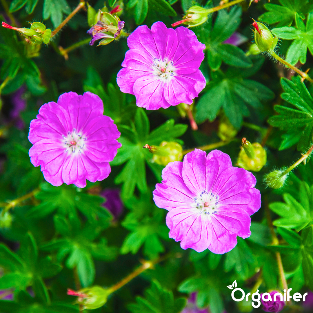 liquid fertiliser Cranesbill