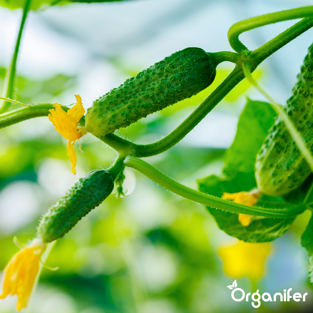 liquid fertiliser cucumber