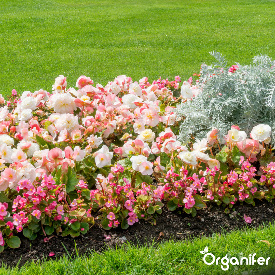liquid fertiliser Garden
