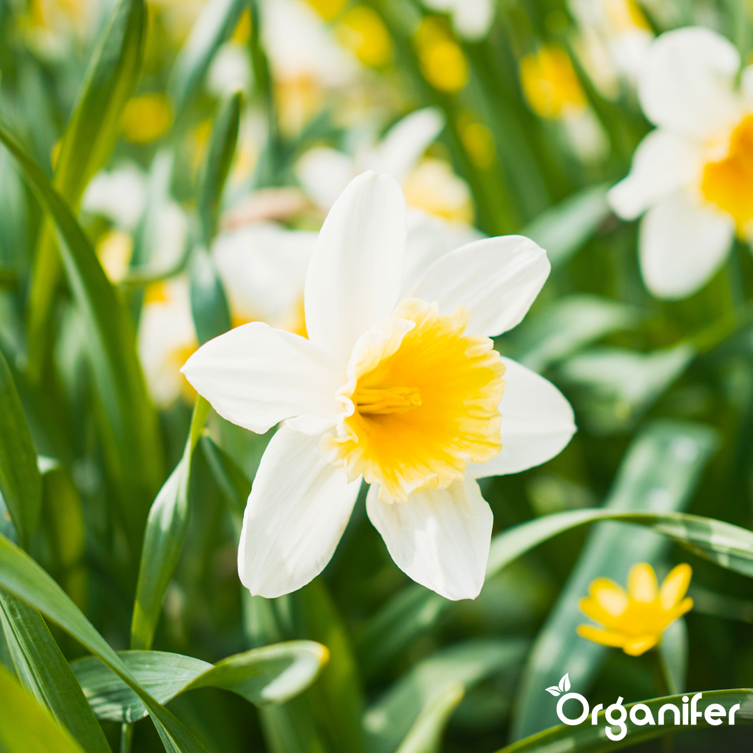 7 liquid fertiliser Daffodil