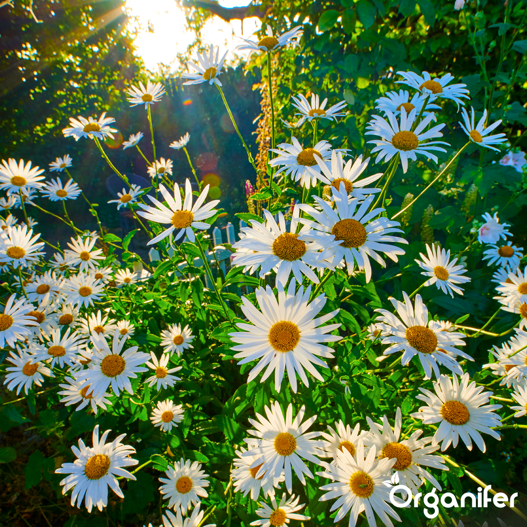 7 liquid fertiliser Daisy