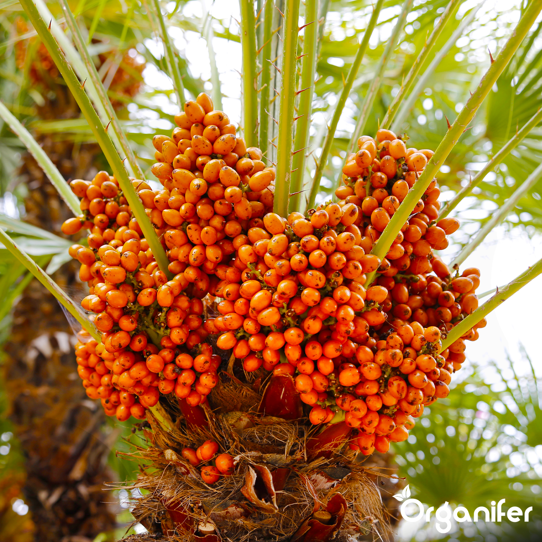 liquid fertiliser Date palm