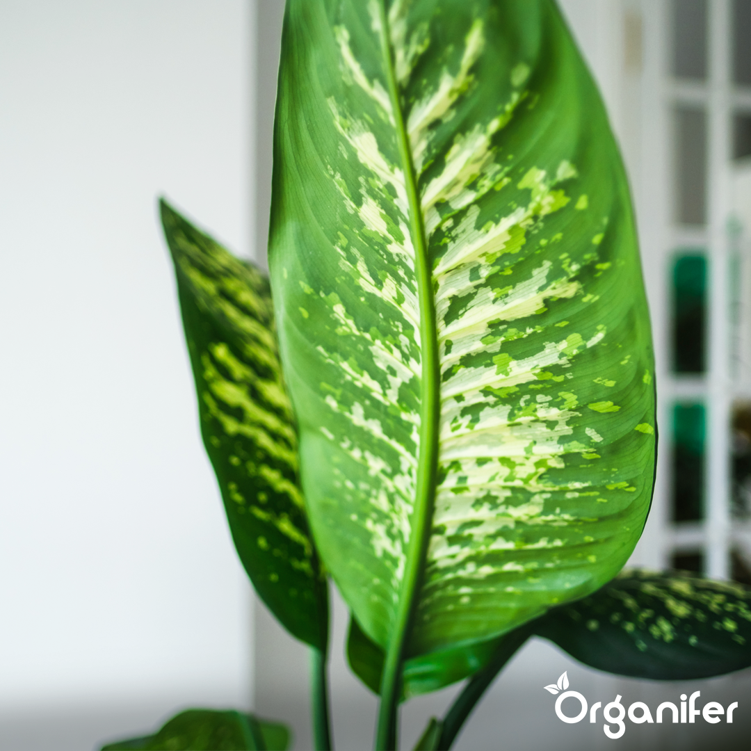 liquid fertiliser Dieffenbachia
