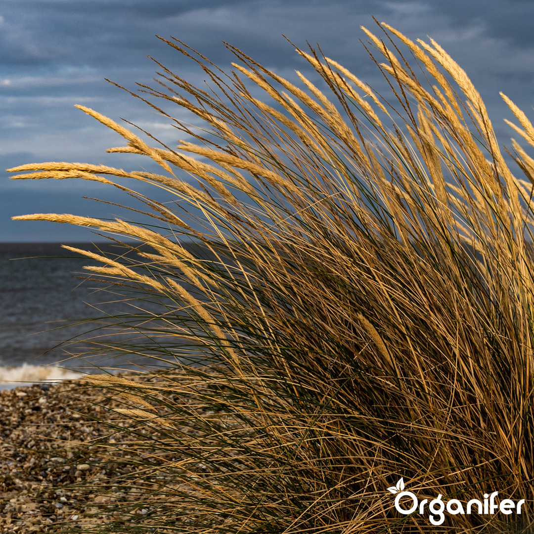 liquid fertiliser Beach grass