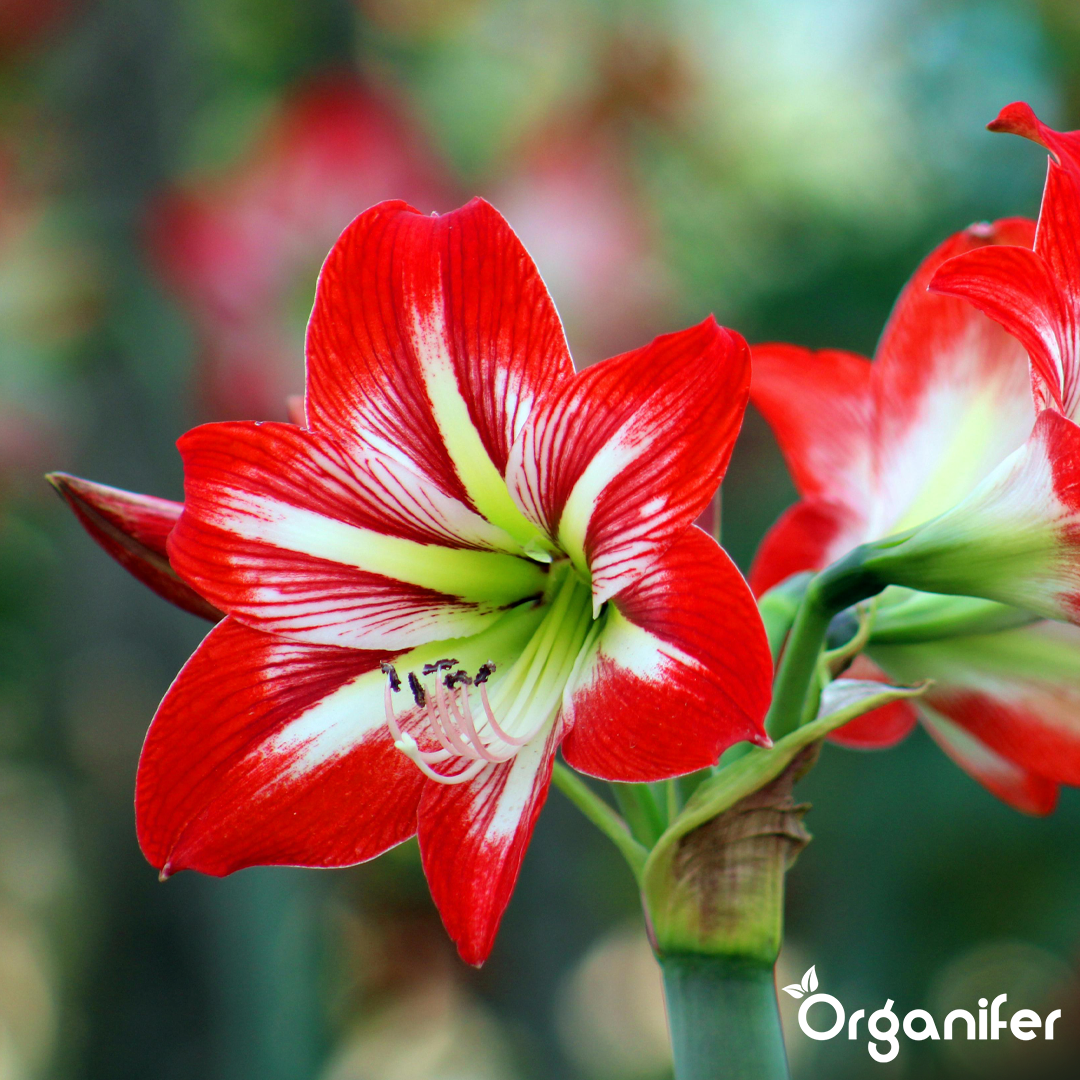 liquid fertiliser Amaryllis