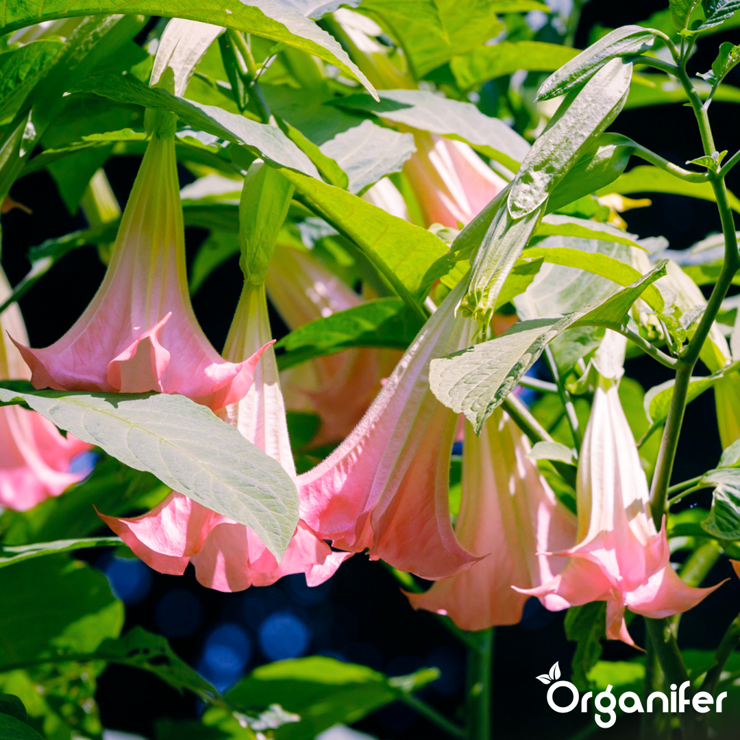 liquid fertiliser Angel trumpet