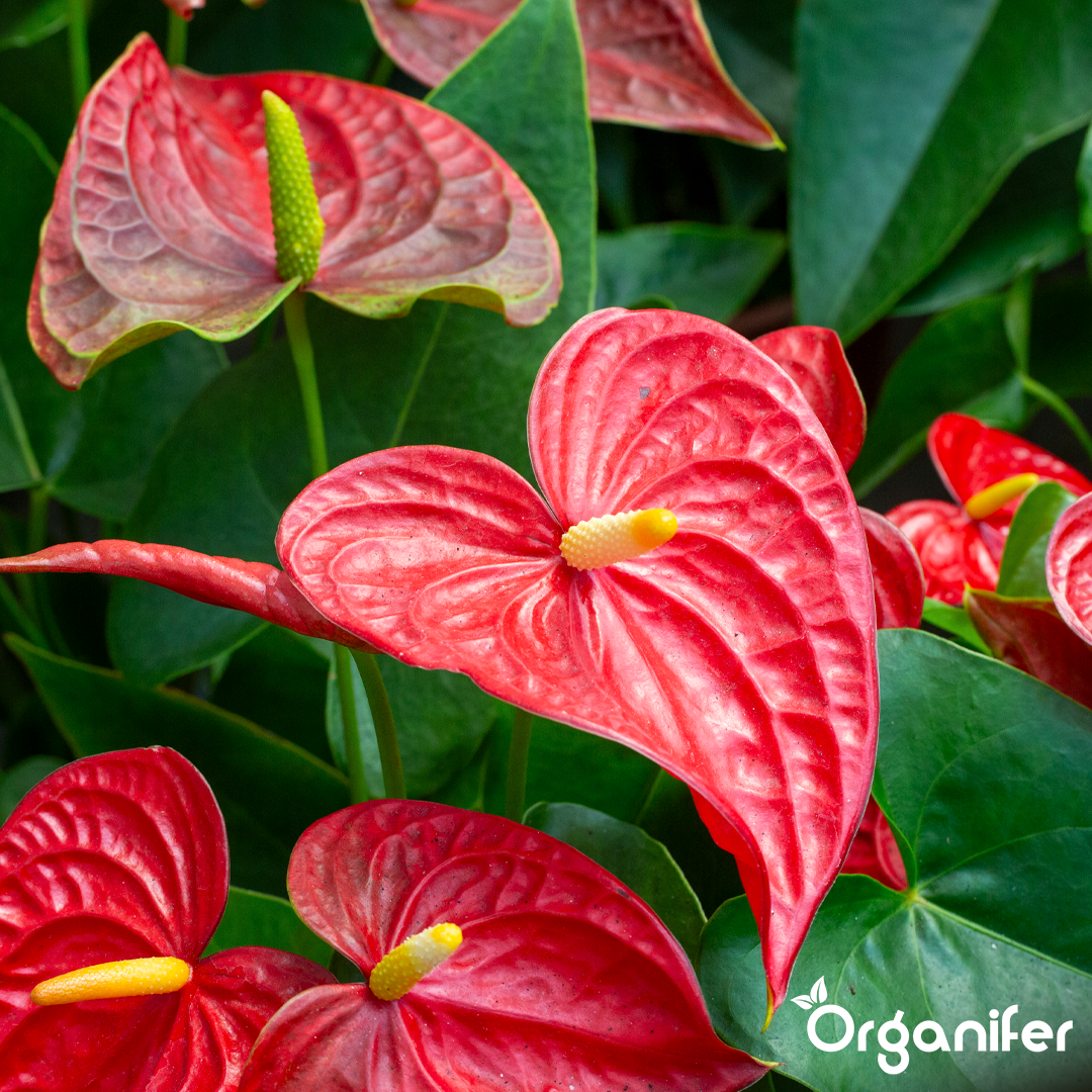 liquid fertiliser Anthurium