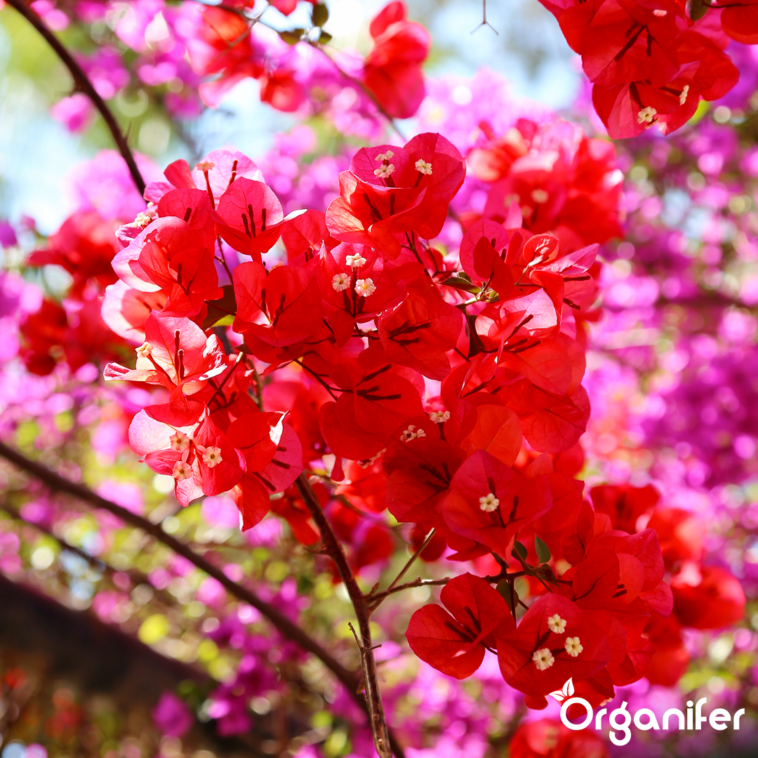 bougainvillea liquid fertiliser