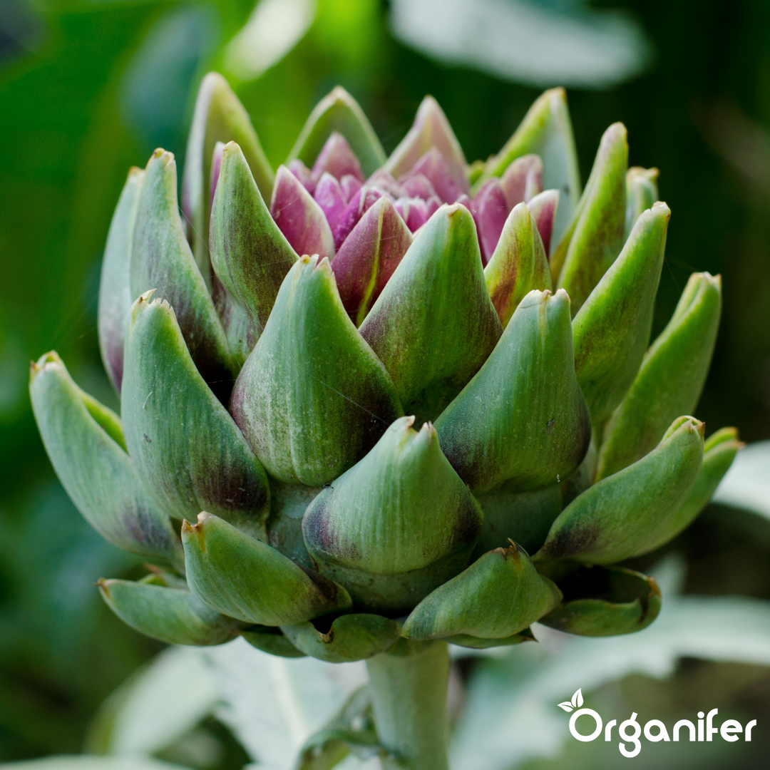 liquid fertiliser artichoke