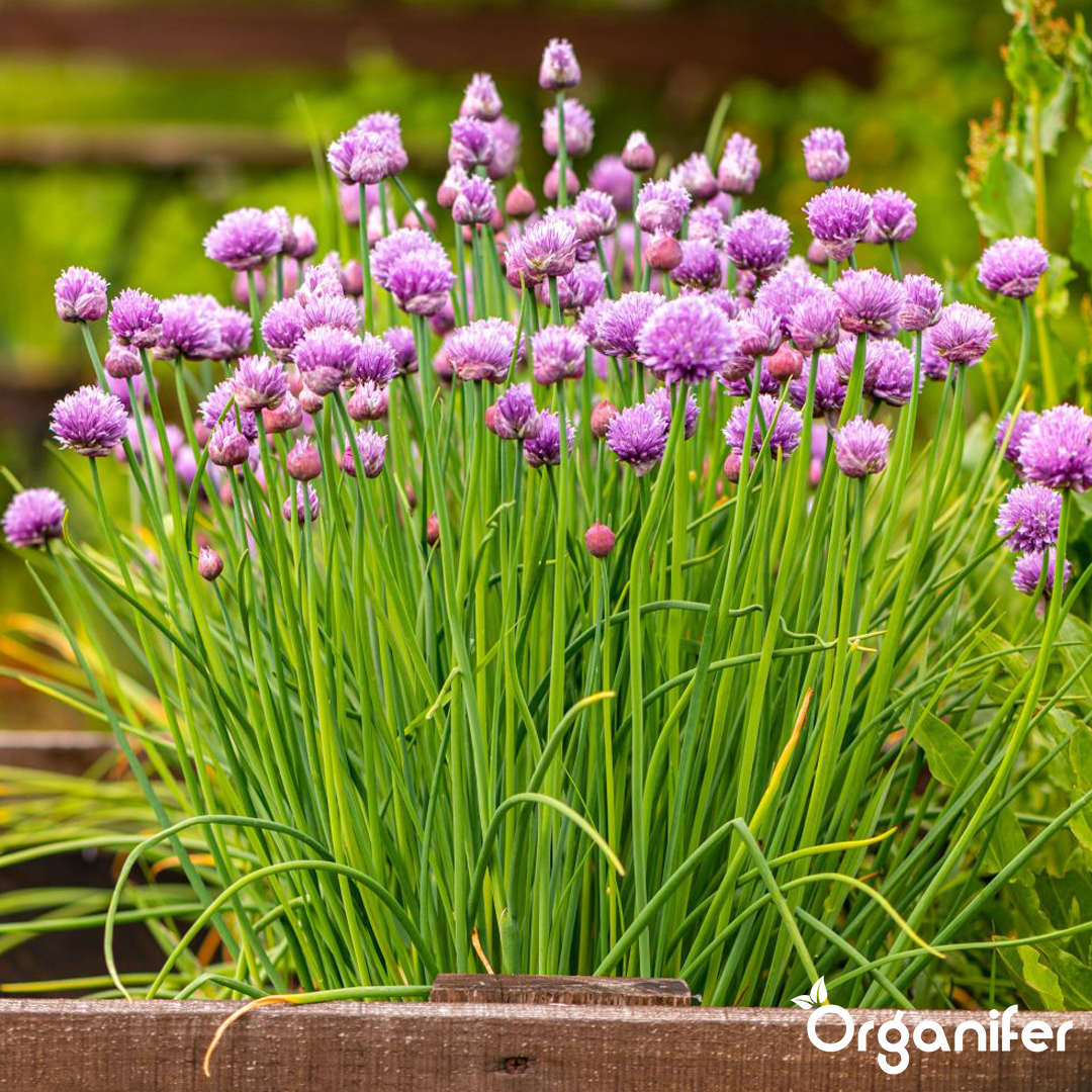 liquid fertiliser chive