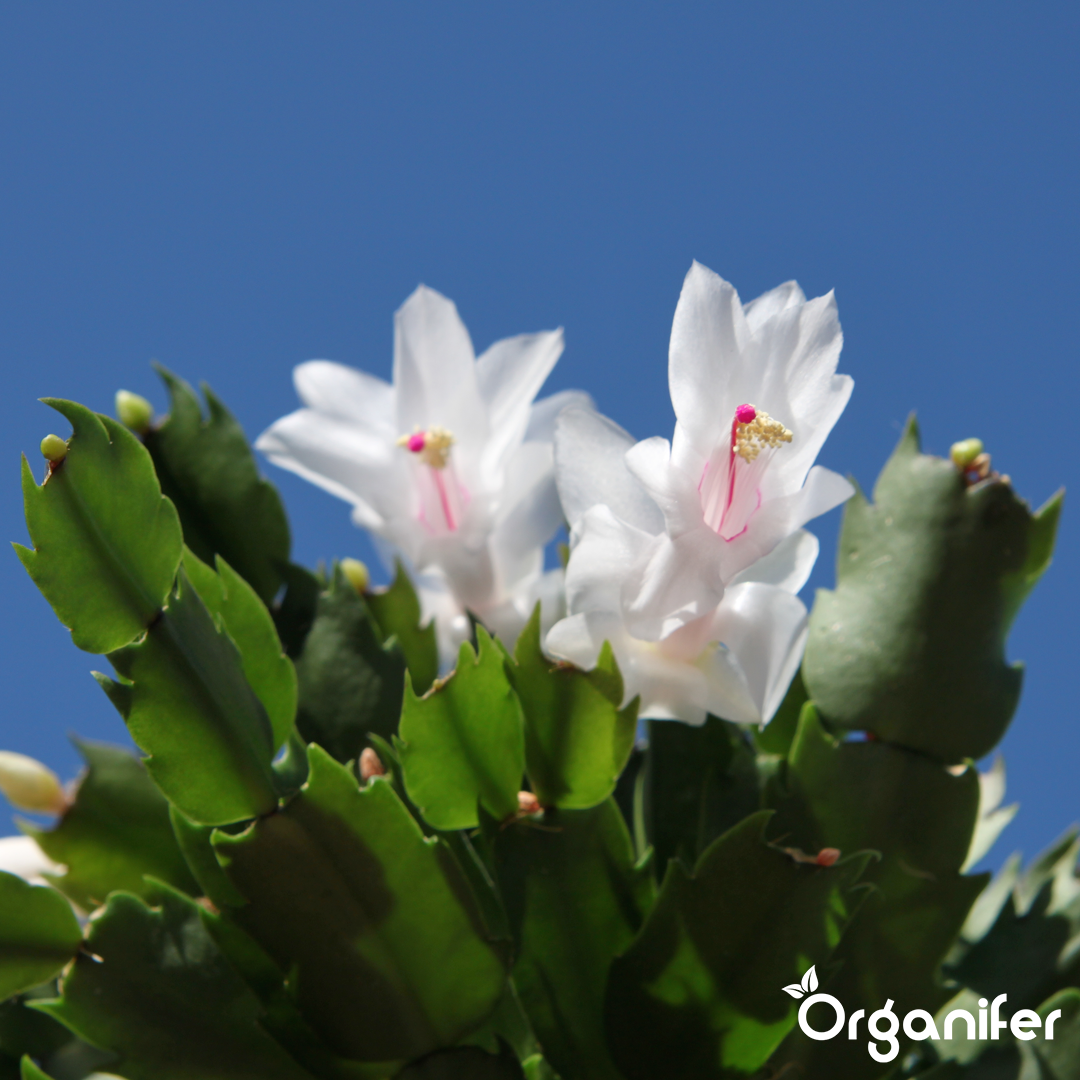 Christmas Cactus