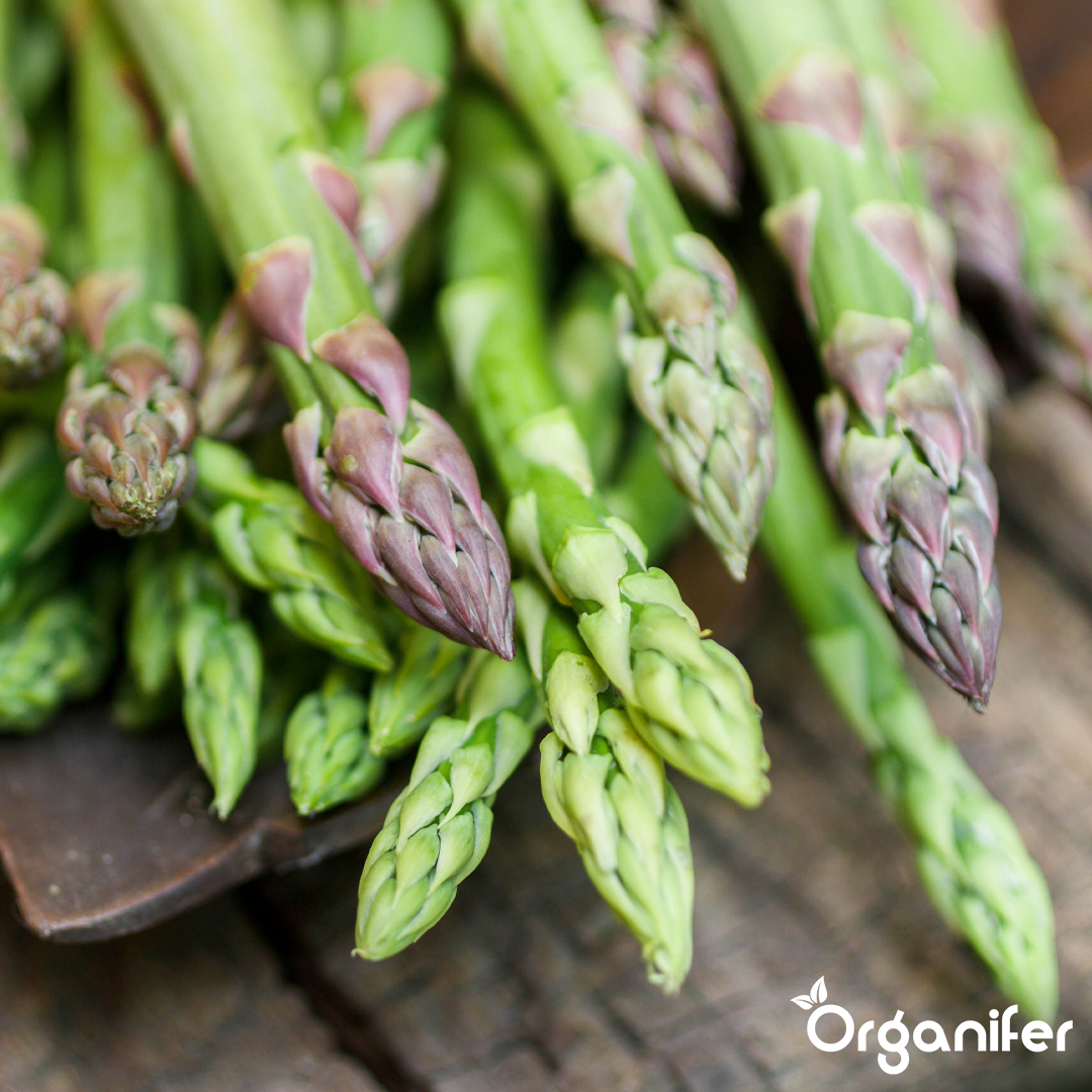 liquid fertiliser asparagus