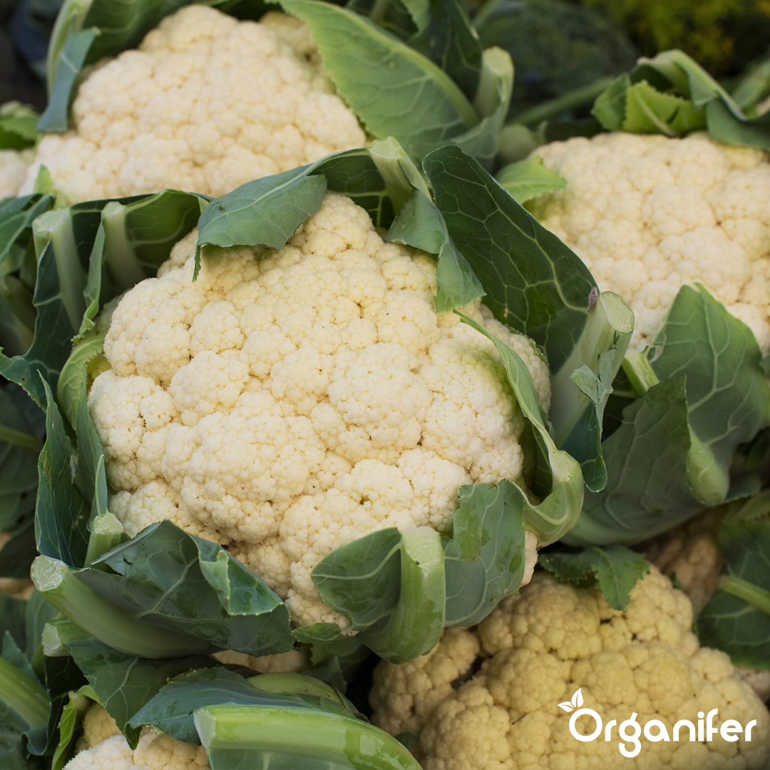 liquid fertiliser cauliflower