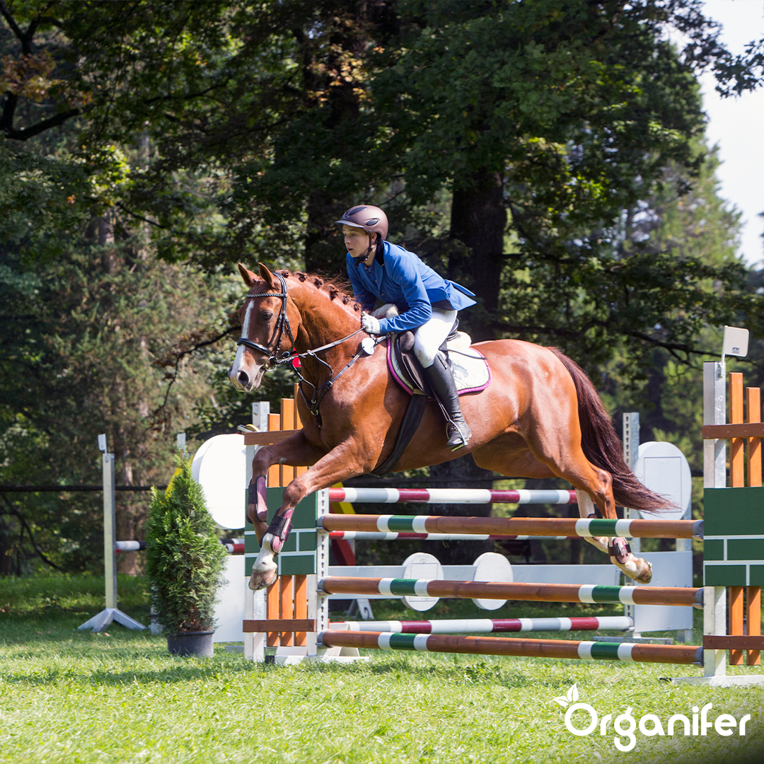 Betesgräsfrö Paddock - För hästhagar och paddockar (5 kg för 555 m2)