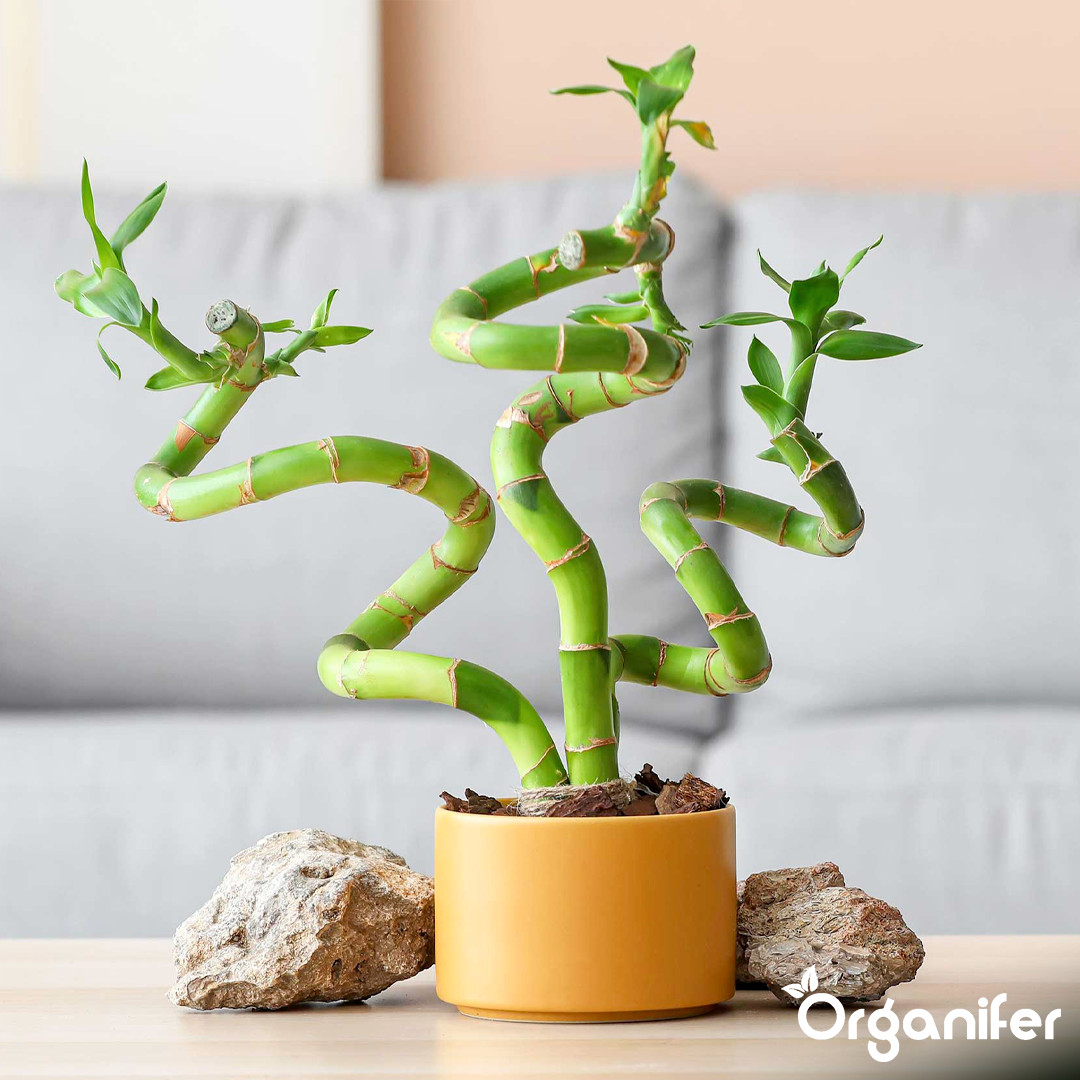 Vloeibare meststof Lucky Bamboo - 1 liter