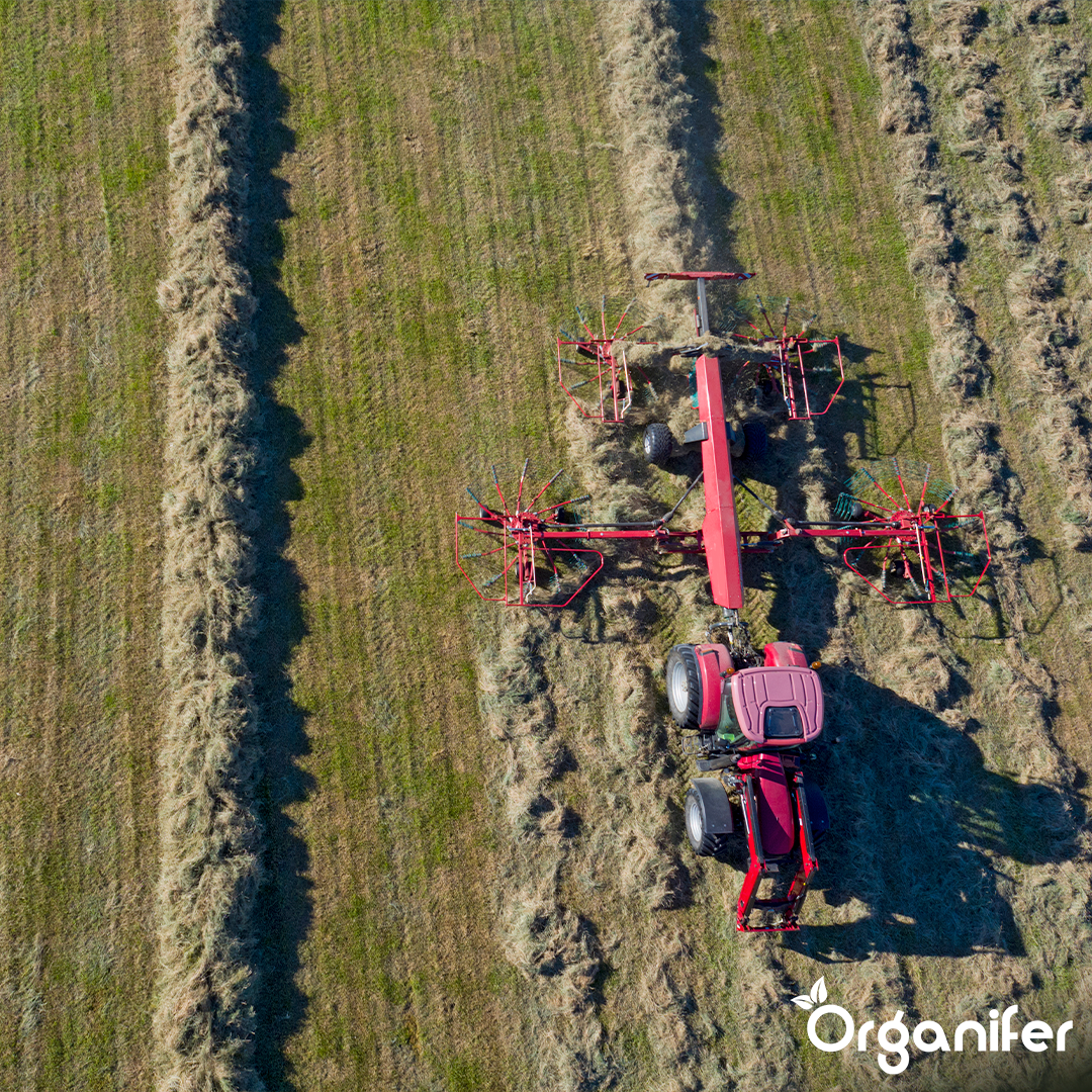Semences de graminées pour foin - Herbe pour foin et ensilage (10x = 150 kg pour 2,5 ha)