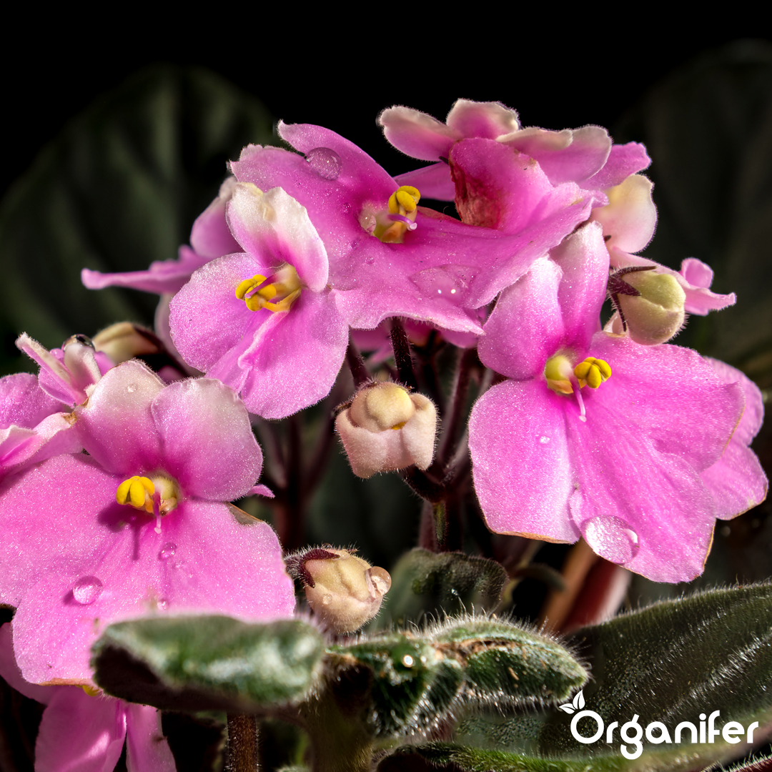 African violet