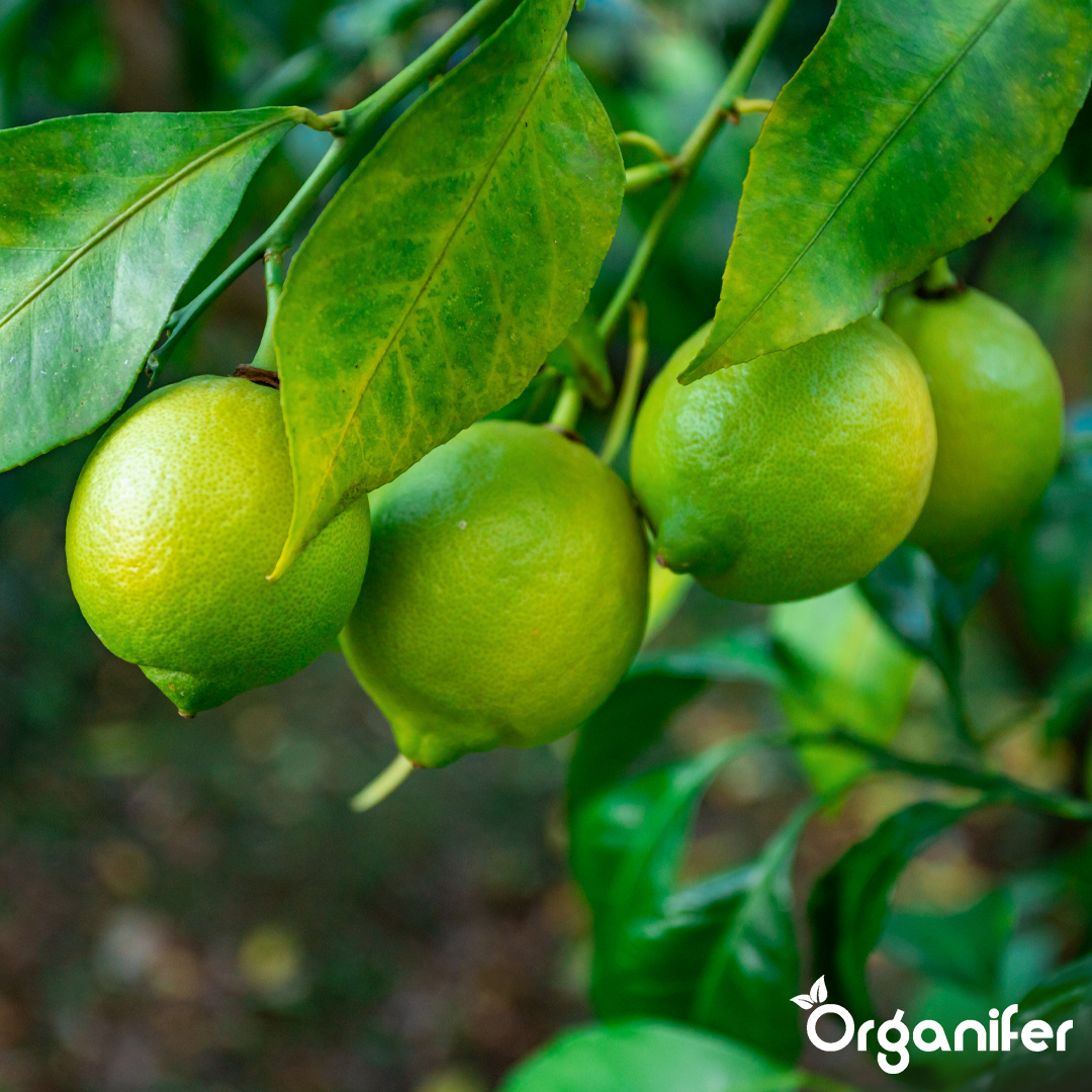 Concime liquido per tiglio - 10 litri