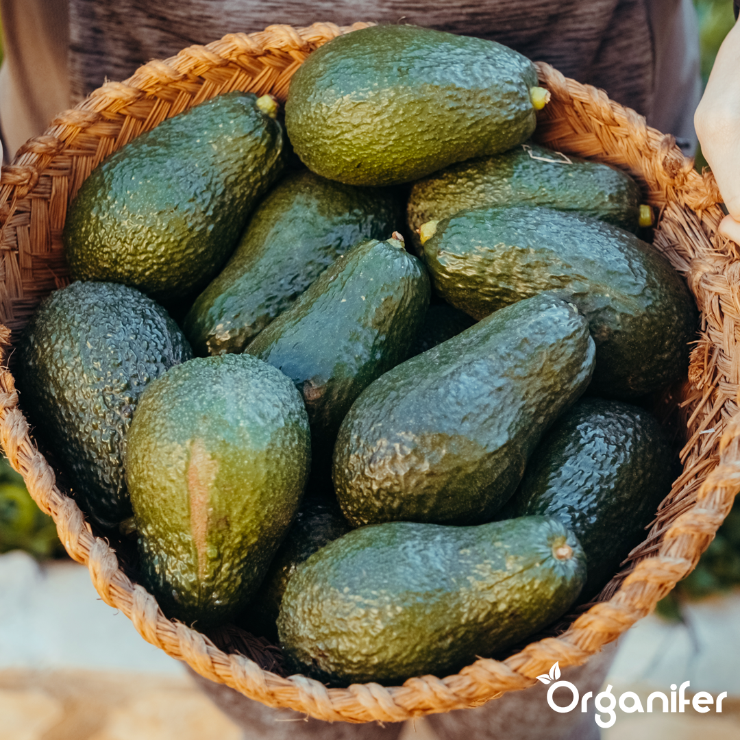 liquid fertiliser avocado