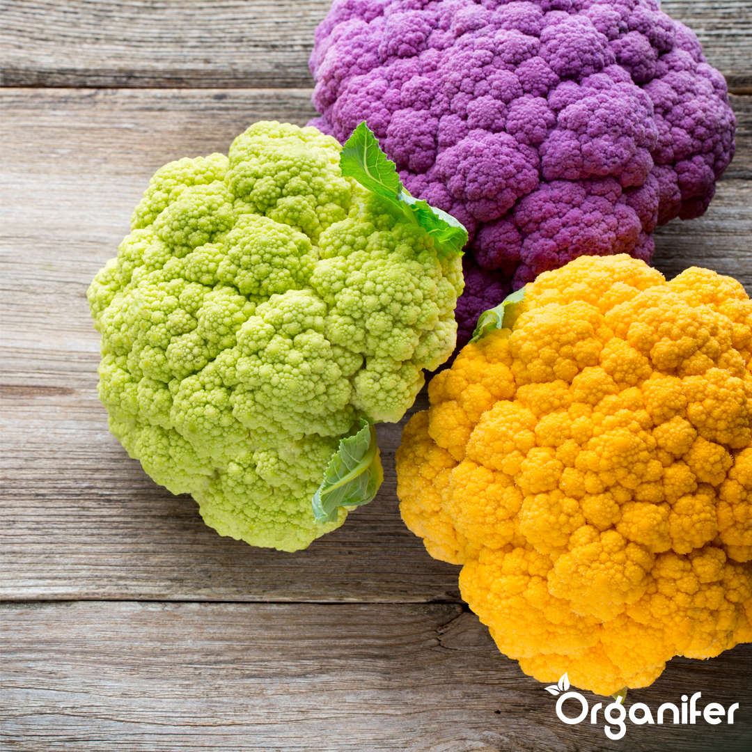 liquid fertiliser cauliflower